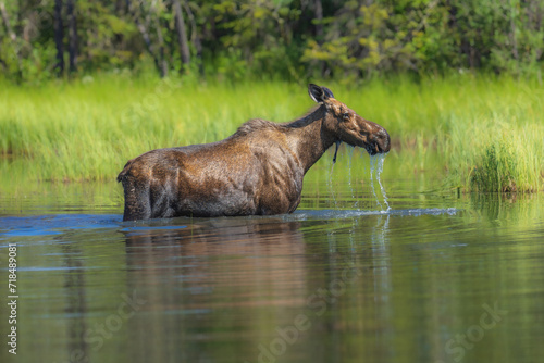 A female moose having a feed in front of the Alaska Range in Denali National Park one morning. © Miroslav