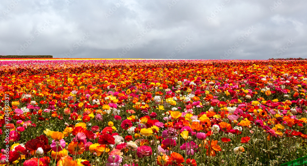 Cloudy sky over field of multi colored ranunculus flowers in southern California United States Cloudy sky over field of multi colored ranunculus flowers in southern California United States