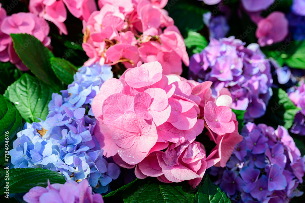 Pink and blue hydrangea flowers blossom in the ornamental garden Pink and blue hydrangea flowers blossom in the ornamental garden
