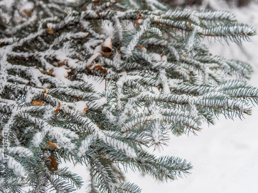 Green fir branches in winter covered with snow. Branches of fir tree as background. Frosty spruce branches. Outdoor with snowy winter nature. Forest landscape Green fir branches in winter covered with snow. Branches of fir tree as background. Frosty spruce branches. Outdoor with snowy winter nature. Forest landscape