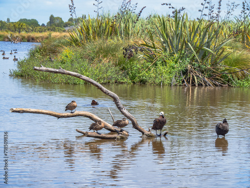 Travis Wetlands 16th January 2024 photo