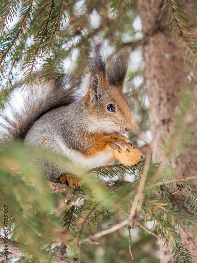 Obraz premium The squirrel with nut sits on tree in the winter or late autumn