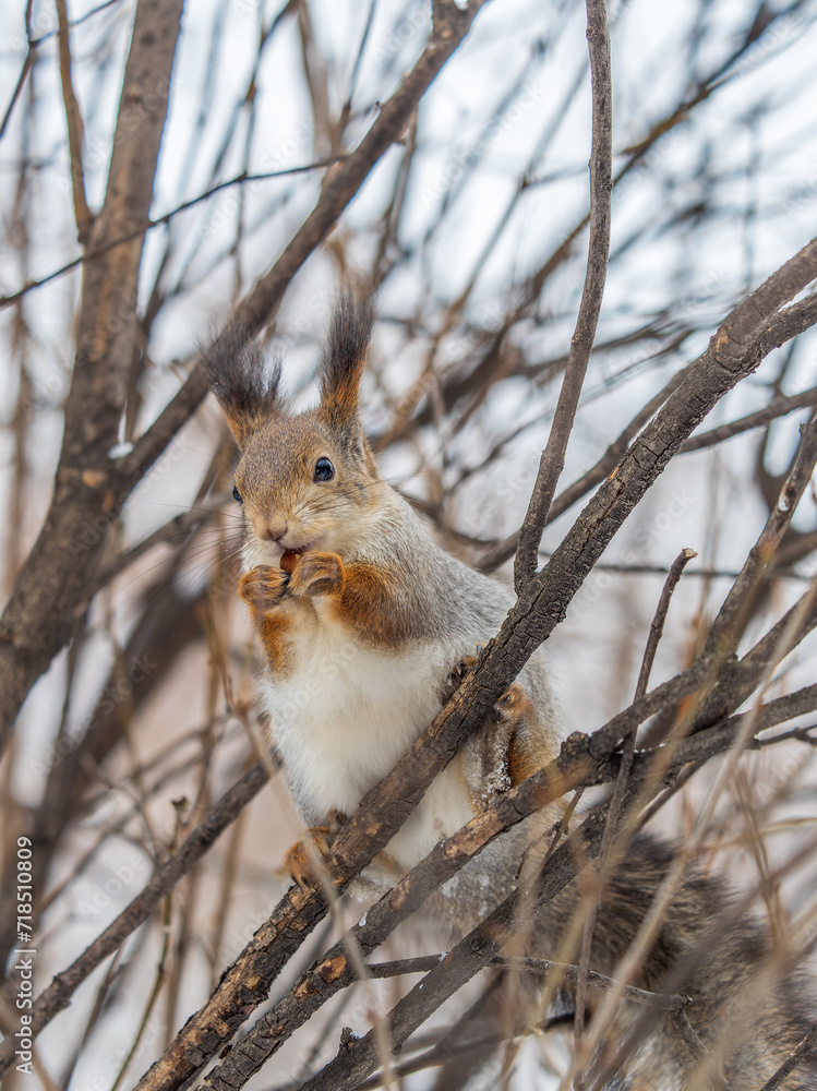 The squirrel with nut sits on tree in the winter or late autumn The squirrel with nut sits on tree in the winter or late autumn