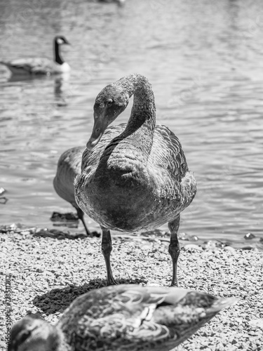 Travis Wetlands 16th January 2024 photo