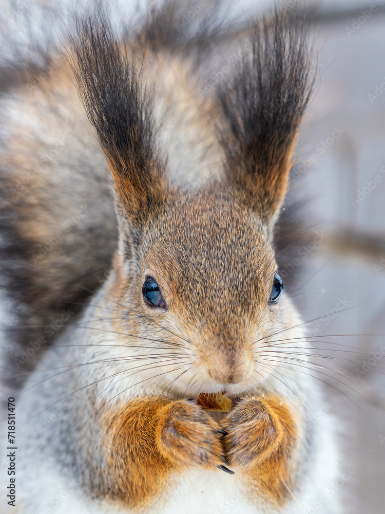 Fototapeta premium The squirrel with nut sits on tree in the winter or late autumn