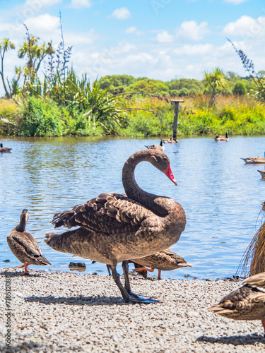 Travis Wetlands 16th January 2024 photo