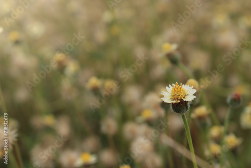 Mexican daisy 2 © piboon