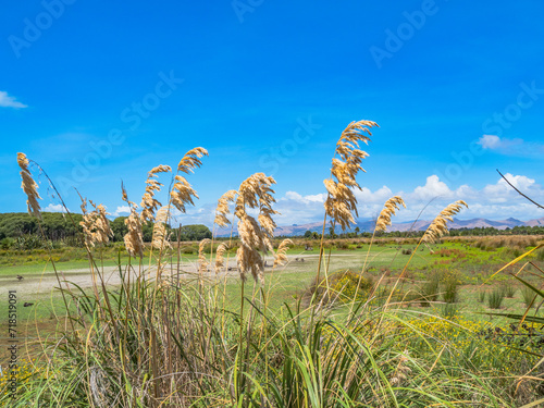 Travis Wetlands 16th January 2024 photo