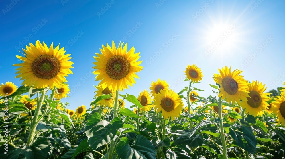 beautiful sunflowers in natural background