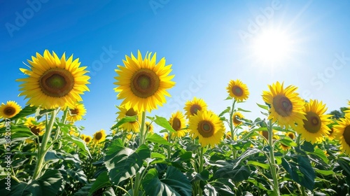 beautiful sunflowers in natural background