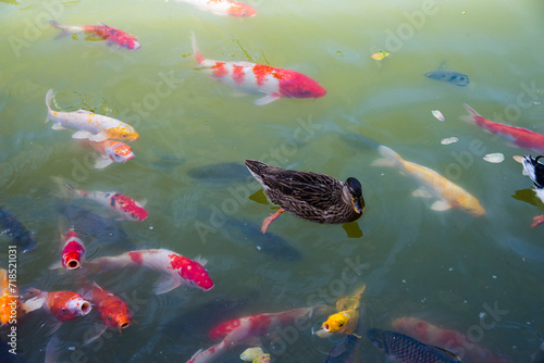 The goose is among the koi fish.