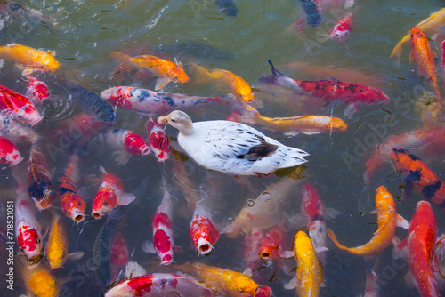 The goose is among the koi fish.