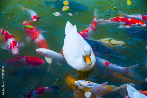 The goose is among the koi fish.