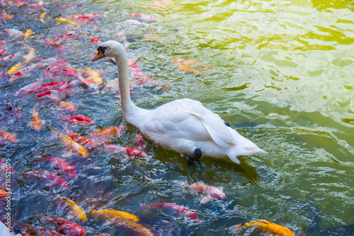 The goose is among the koi fish.