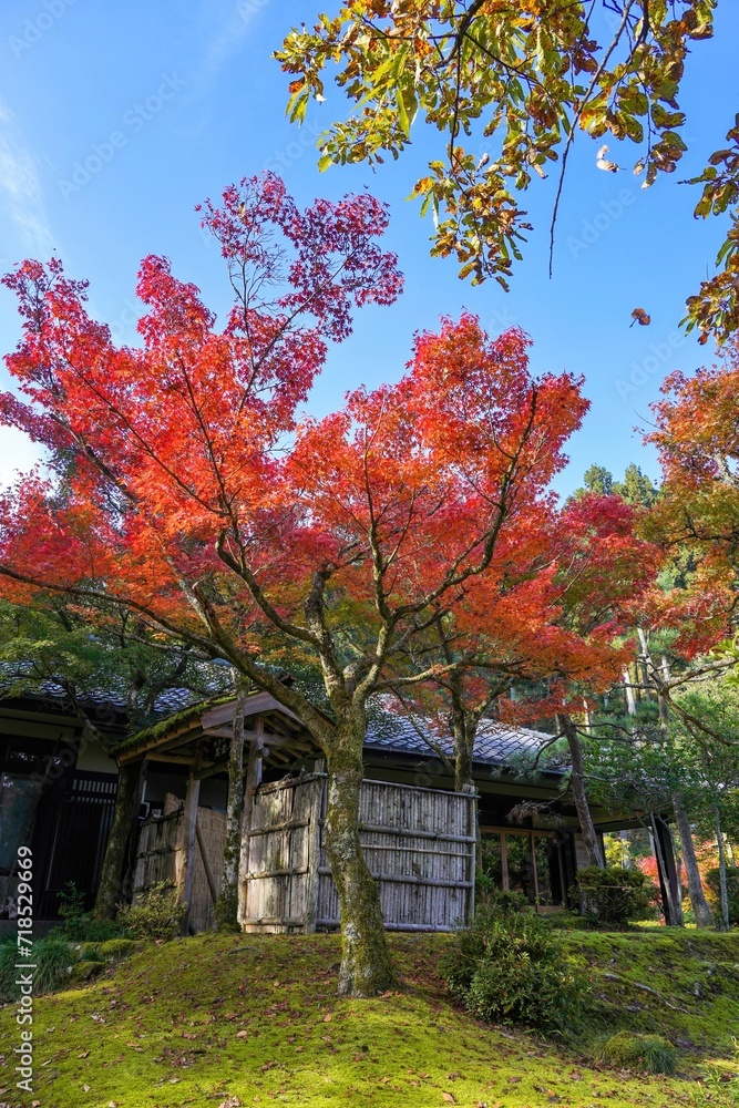 光を浴びて輝くカラフルなモミジの紅葉と日本家屋のコラボ情景