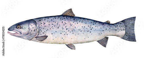 Watercolor lake trout (Salmo Trutta Lacustris). Hand drawn fish illustration isolated on white background.