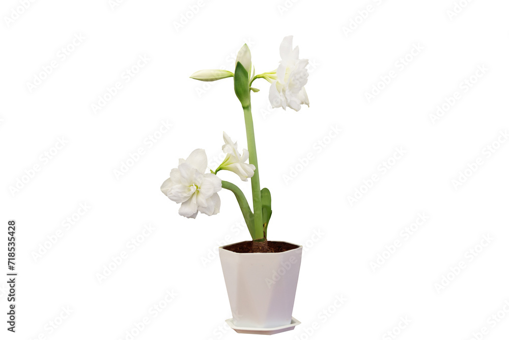 Close-up view of blooming white flowers grown in pots isolated on transparent background png file. Close-up view of blooming white flowers grown in pots isolated on transparent background png file.