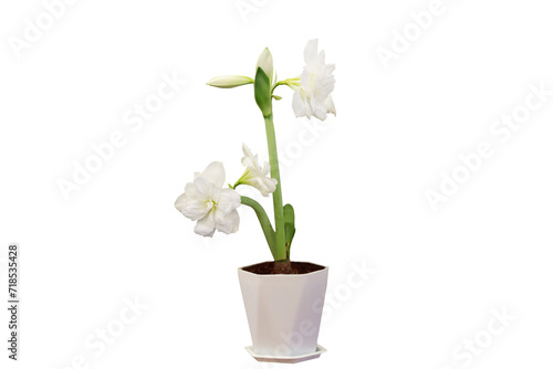 Close-up view of blooming white flowers grown in pots isolated on transparent background png file.