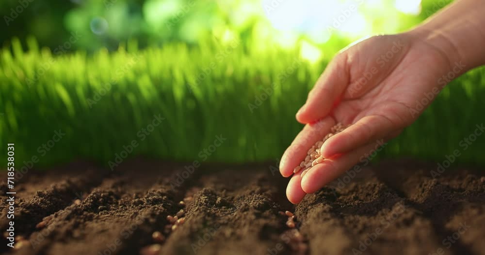 Farmer´s hand planting seed of wheat into soil. Sowing at springtime