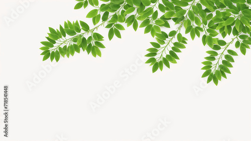 green leaves on a white background © Cameron Schmidt
