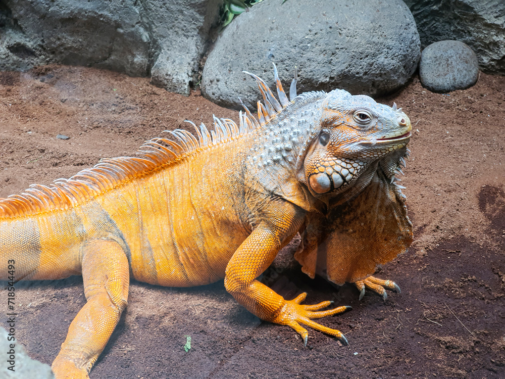 A close up photo of orange iguana reptile in a display cage at Lembang Park and Zoo, Bandung, Indonesia A close up photo of orange iguana reptile in a display cage at Lembang Park and Zoo, Bandung, Indonesia