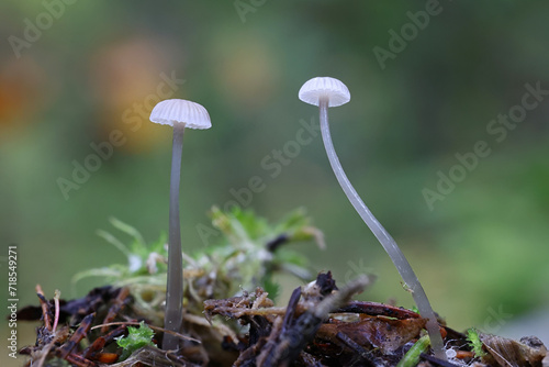 Dripping bonnet, Roridomyces rorida, also called Mycena rorida, commonly known as slippery mycena, wild mushroom from Finland photo