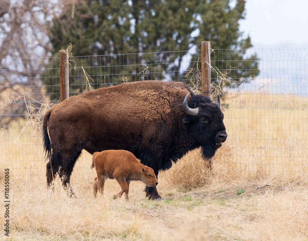 A young Bison walks by a large Bison near a fenced in area of Rocky Mountain Arsenal Wildlife Refuge in Colorado.