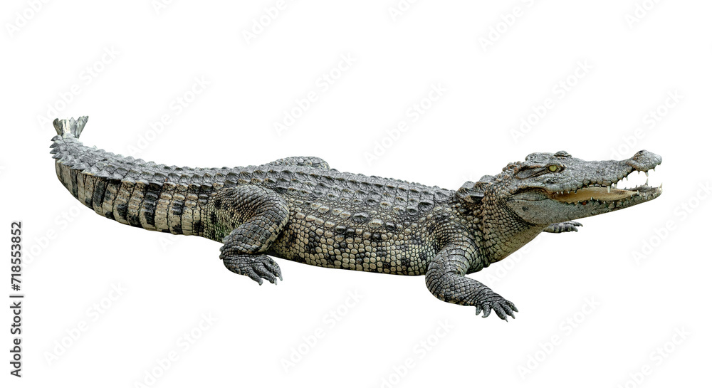 Fototapeta premium crocodile isolated