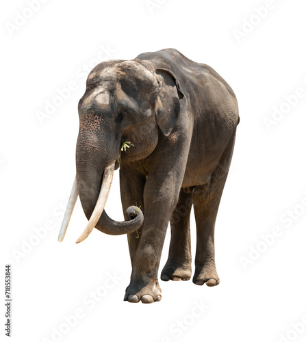 asia elephant isolated
