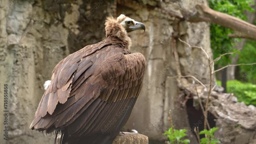 African white-backed vulture on green background African white-backed vulture on green background