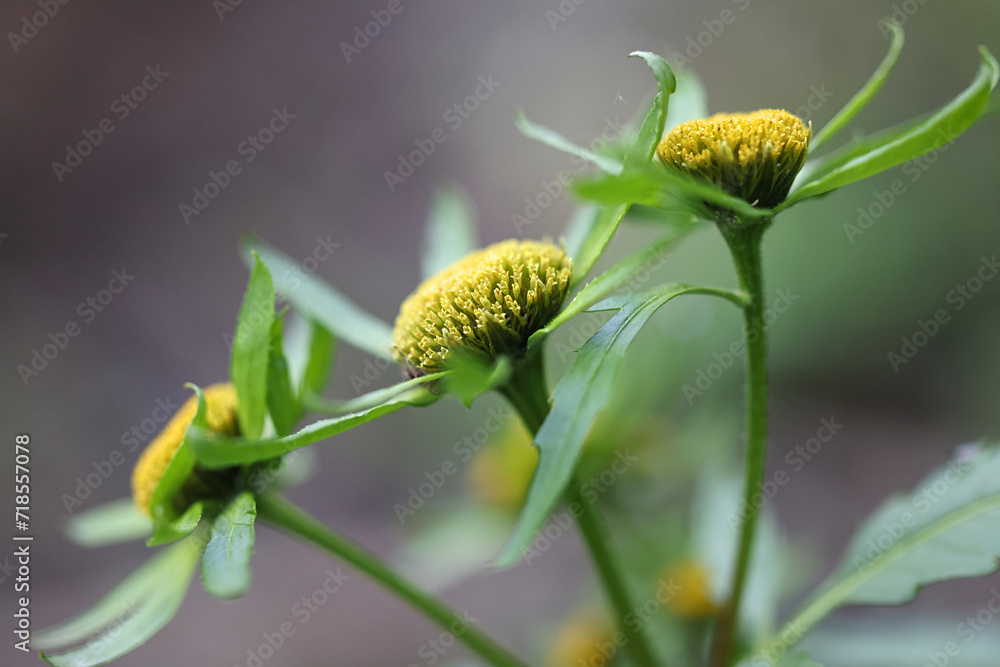 Greater Bur-marigold, Bidens radiata, also called Greater Bur Marigold, wild plant from Finland Greater Bur-marigold, Bidens radiata, also called Greater Bur Marigold, wild plant from Finland