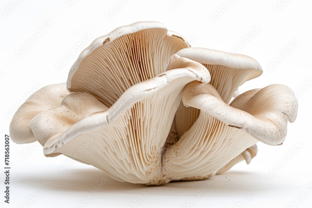 Oyster mushroom on white. Oyster mushroom on white.
