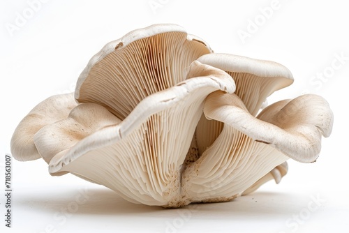 Oyster mushroom on white.