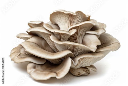 Oyster mushroom on white.