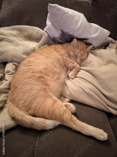 Orange cat sleeping on sofa