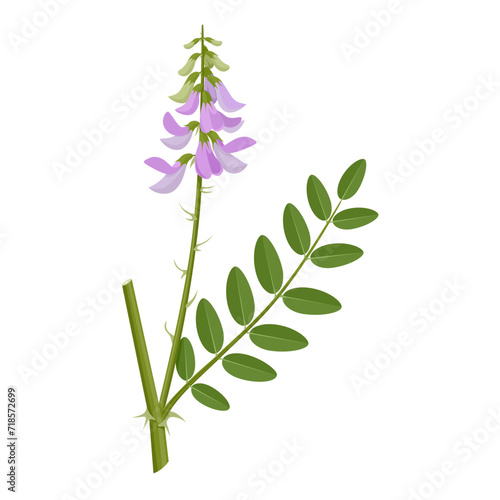 Vector illustration, Galega officinalis, commonly known as Galega or Goat's Rue, isolated on white background.