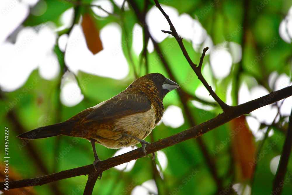 bird
bird