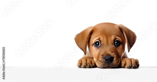 dachshund puppy isolated on white