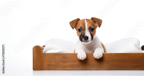 jack russell terrier sitting on a chair