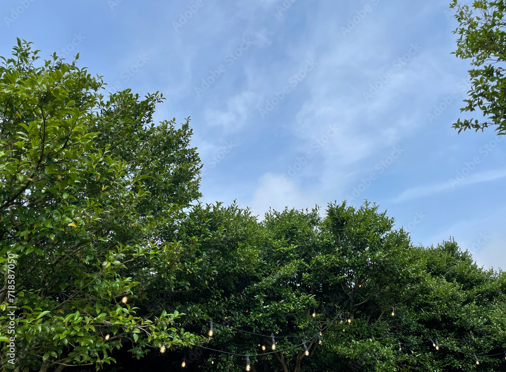 Fototapeta premium trees and sky