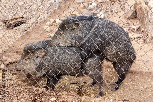 Javelina Pigs (peccary or skunk pig) animals mating in Captivity.  Prescott Arizona Wildlife Heritage Park Zoological Sanctuary