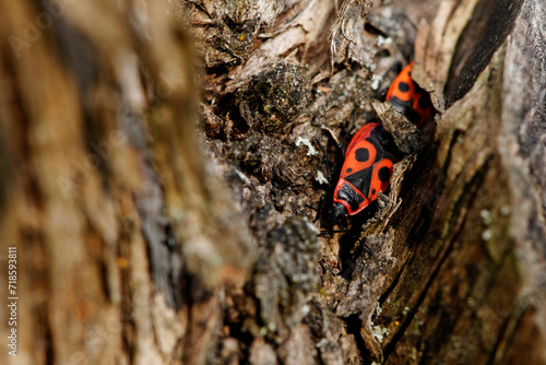 Insectes sur un tronc © patrick