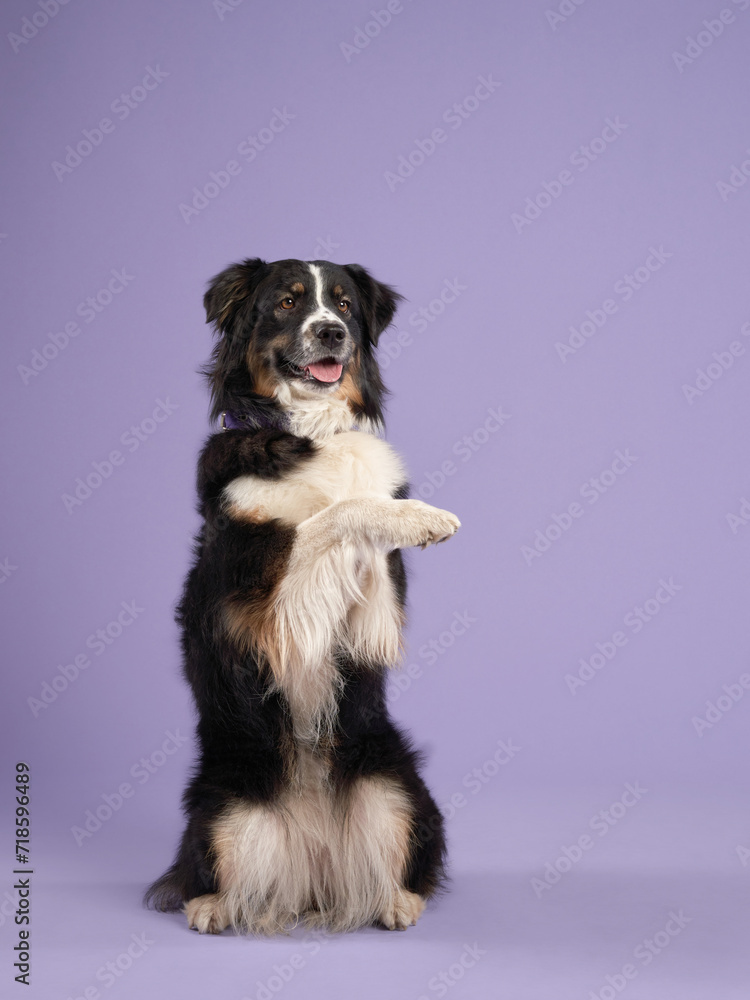 Fototapeta premium A trained australian shepherd stands on hind legs, joyful against a purple backdrop