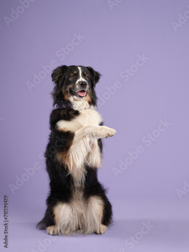 A trained australian shepherd stands on hind legs, joyful against a purple backdrop