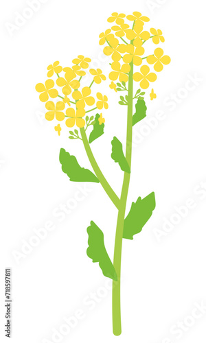 菜の花のイラスト