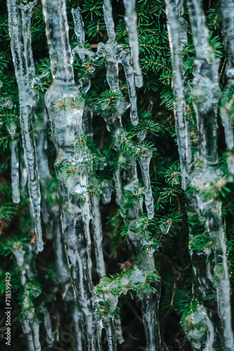 Frosty weather. icicle on a coniferous tree.Thaw and frost.Icicles close-up in frosty weather.Many icicles on a coniferous tree © Yuliya