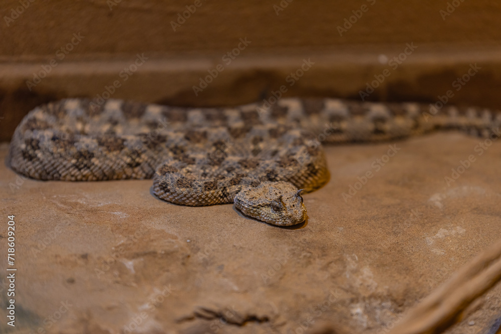 horned snake on the sand horned snake on the sand