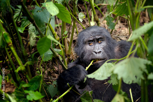 Mountain gorilla (Gorilla berengei berengei) feeding on vegetation, Bwindi Impenetrable Forest, Uganda