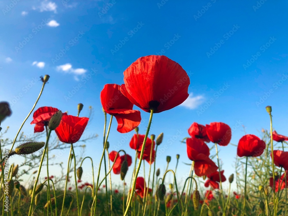 Obraz premium Field of poppies on a sunny day with clear blue sky