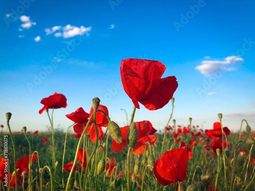 Field of poppies on a sunny day with clear blue sky